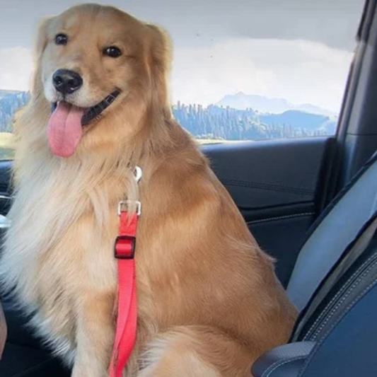 Pet Safety Seat Belt